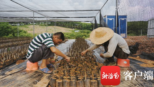 苗準新商機，種下二次創(chuàng)業(yè)夢——海墾龍江農(nóng)場公司轉變思路描繪苗木產(chǎn)業(yè)新版圖