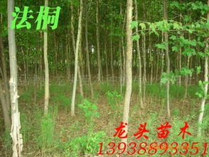 法桐、喬木、花灌木及灌木市場行情分析與價格指導——以孟津縣龍頭苗木種植專業(yè)合作社為例