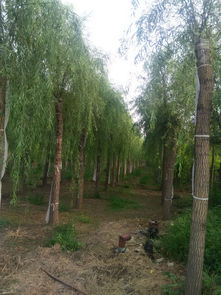 東莞地區(qū)20公分旱柳種植適應性分析及金林苗木種植經(jīng)營建議