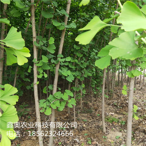 快訊 銀杏小苗栽培技術詳解——鑫奧農(nóng)業(yè)歡迎您