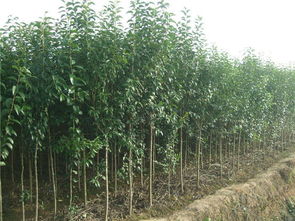 云虎農(nóng)業(yè) 山東大葉女貞苗木栽培、栽植技術與應用價值解析